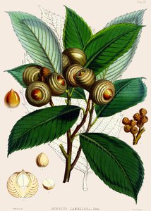 Quercus lamellosa、1890 作： Joseph Dalton Hooker