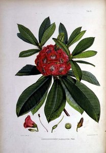 シャクナゲ、バルバト、リトグラフby Walter Hood Fitch 作： Joseph Dalton Hooker