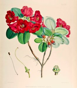 シャクナゲthomsonii、1895 作： Joseph Dalton Hooker