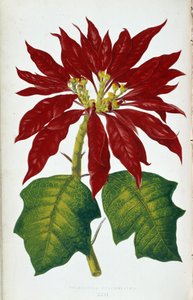 ポインセチア プルケリマの花と葉。 「」のボタニカルボード カラフルな葉を持つ植物。 London Hort のメンバーである Edward Joseph Lowe と W. Howard による、庭園、温室、アパートの装飾に使用される最も注目すべき種のコレクション 作： Joseph Edward and Howard W Lowe