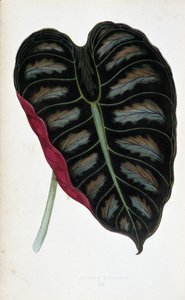 アロカシア メタリカの葉。 「」のボタニカルボードは、色付きの葉を持つ植物です。 London Horticulture Society のメンバーである Edward Joseph Lowe と W. Howard による、庭園、温室、アパートの装飾に使用される最も注目すべき種のコレクション。 作： Joseph Edward and Howard W Lowe
