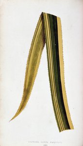 アナナッサ・サティバ・ヴァリエガタの葉。 「ボタニカルプランク」の色とりどりの観葉植物。 作： Joseph Edward and Howard W Lowe