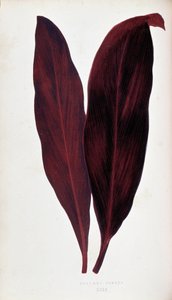 「」のドラセナ フェレアの葉 カラフルな葉を持つ植物。 London Horticulture Society のメンバーである Edward Joseph Lowe と W. Howard による、庭園、温室、アパートの装飾に使用される最も注目すべき種のコレクション。 英語からの翻訳 作： Joseph Edward and Howard W Lowe
