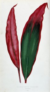 ドラセナ フェレア バーシカラーの葉。 「」のボタニカル ボード カラフルな葉を持つ植物。 作： Joseph Edward and Howard W Lowe