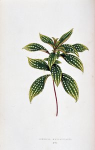 Sonerila margaritacea の葉。 「」のボタニカルボード カラフルな葉を持つ植物。 London Horticulture Socie のメンバーである Edward Joseph Lowe と W. Howard による、庭園、温室、アパートの装飾に使用される最も注目すべき種のコレクション