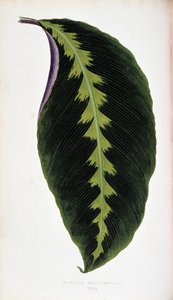 マランタの葉 warscewiczii。 「」のボタニカルボード カラフルな葉を持つ植物。 作： Joseph Edward and Howard W Lowe