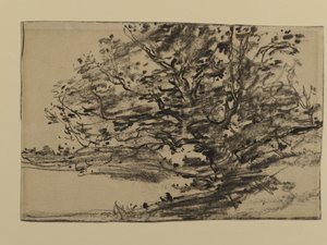 木の研究、1870年（紙に黒鉛） 作： Joseph Frank Currier