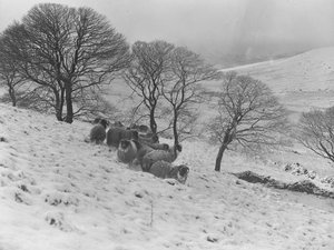 冬の大雪の中、山々に身を寄せる羊たち