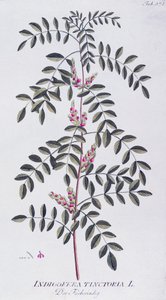 Joseph Jacob von Plenck（1735-1807）による真の藍（Indigofera tinctoria）、ウィーンのIcones plantarum medicinaliumより。 作： Joseph Jacob Plenck