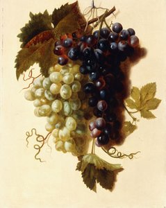 ロープから吊り下げられた緑と赤のブドウの房、1796年頃 作： Joseph Laurent Malaine