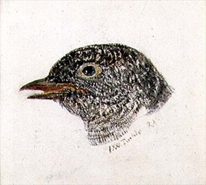カッコウ、『The Farnley Book of Birds』より、1816年頃（紙に鉛筆と水彩画） 作： Joseph Mallord William Turner