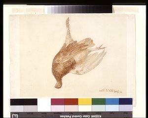 死んだライチョウ (白い織り紙に鉛筆、水彩) 作： Joseph Mallord William Turner