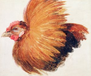 Game-Cock、The Farnley Book of Birds、1816年頃