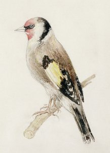 The Farnley Book of Birds」の金魚、1816年頃（紙に鉛筆と水彩画 作： Joseph Mallord William Turner