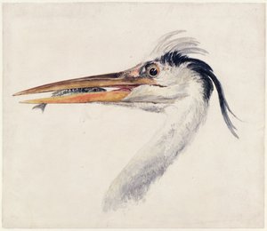 ヘロン（『The Farnley Book of Birds』より）1816年頃（紙にペンとインク、水彩画 作： Joseph Mallord William Turner