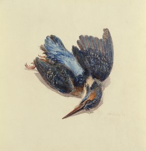 カワセミ（『The Farnley Book of Birds』より）1816年頃（紙にペンとインク、水彩画