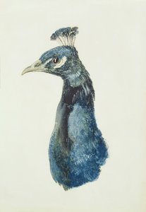 ファーニー鳥類図鑑』より「孔雀」 1816年頃（紙に鉛筆、水彩画 作： Joseph Mallord William Turner