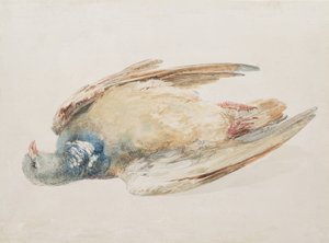 ファーントリー鳥類図鑑』より「鳩」 1816年頃（紙に鉛筆・水彩画 作： Joseph Mallord William Turner