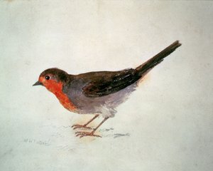 ロビン（『The Farnley Book of Birds』より）1816年頃（紙に鉛筆と水彩画