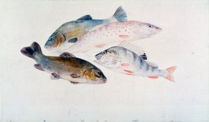 魚の研究：2つのテンチ、マスとパーチ、c1822-1824。