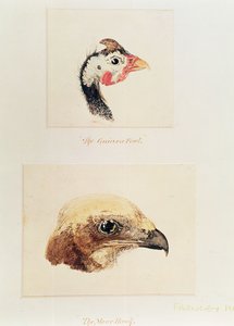 ホロホロ鳥とムーアホーク 作： Joseph Mallord William Turner