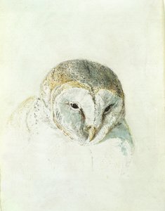 白メンフクロウ、『The Farnley Book of Birds』より、1816年頃（紙に鉛筆と水彩画