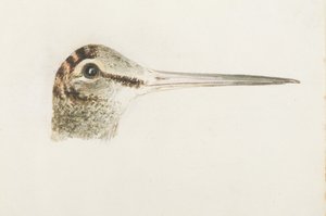 ウッドコック（『The Farnley Book of Birds』より）1816年頃（紙に鉛筆と水彩画 作： Joseph Mallord William Turner