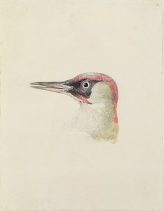 キツツキ、『The Farnley Book of Birds』より、1816年頃（紙に鉛筆と水彩画 作： Joseph Mallord William Turner