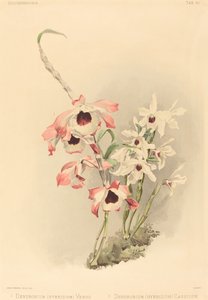 Dendrobium Hybridium Venus」と「Dendrobium Hybridium Cassiope」です。 作： Joseph Mansell