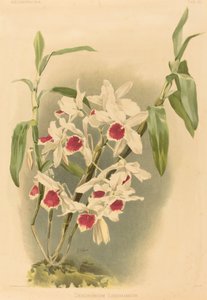 Dendrobium Leechianum。 作： Joseph Mansell