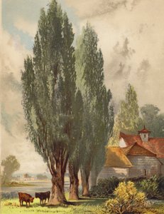 ロンバルディアのポプラ、イギリスの風景（カラーリトグラフ） 作： Joseph Needham