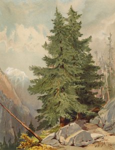 カラマツ、アルプスの風景（カラーリトグラフ） 作： Joseph Needham