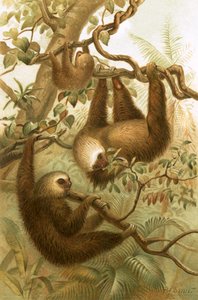 2つま先ナマケモノ