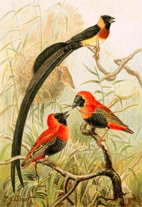 織工の鳥