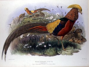 Thaumalea picta (Golden Pheasant) M. & N. Hanhartの刻印入り。 作： Joseph and Smit J. Wolf