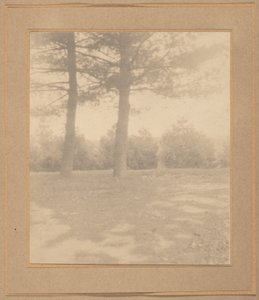 木々のある風景,c.1900年（写真） 作： ジョセフ・ケイリー