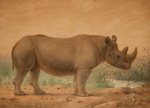 アフリカのサイ 作： Joseph Wolf