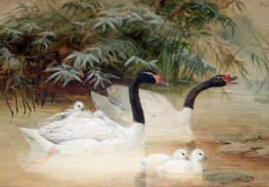 黒首の白鳥（Cygnus nigricollis）、1852-54