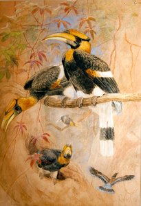 凹面に包まれたサイチョウ（Dichoceros bicornis）、1856-67 作： Joseph Wolf
