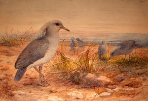カグウ（Rhinochetus jubatus）、1851-76年（紙と紙と鉛筆）