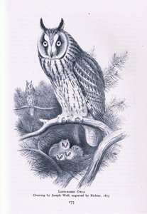 長い耳のフクロウ、イギリスの自然、コリンズ発行、1946 作： Joseph Wolf