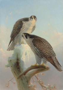 ノルウェーのシロハヤブサ、1866年 作： Joseph Wolf