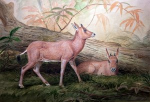 Scimitar Horned Oryx Calves、c.1850