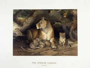 アフリカの雌ライオン、1880〜1883年 作： Joseph Wolf
