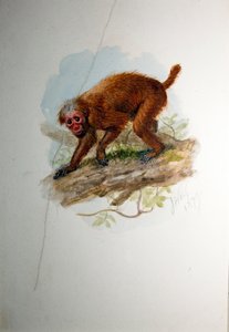 ウアカリ、1850年頃 作： Joseph Wolf