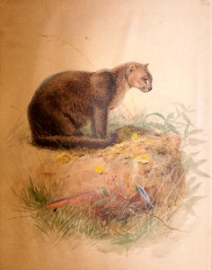 ヤグアルンディ猫、1851-69 作： Joseph Wolf
