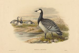 バーナクル グース (Bernicla Leucopsis) 作： Joseph Wolf and H.C. Richter
