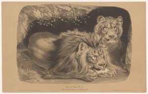 ライオンと雌ライオン Lion et Lionne (オブジェクトのタイトル) 2 種類のチョークでの動物研究 (シリーズ タイトル) Étude aux deux crayons par Z. Gengembre (オブジェクトのシリーズ タイトル) 作： Joseph Zephyris Gengembre