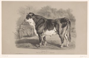 牧草地の雄牛 Taureau (オブジェクトのタイトル) 2 種類のチョークでの動物研究 (シリーズ タイトル) Étude aux deux crayons par Z. Gengembre (オブジェクトのシリーズ タイトル)