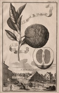 Nurnbergische Hesperides：Aranzo da Portugal、1714。 作： Joseph de Montalegre